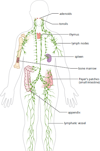 labeled: adenoids, tonsils, lymph nodes, thymus, spleen, Peyer’s patches (small intestine), lymphatic vessel, appendix, bone marrow