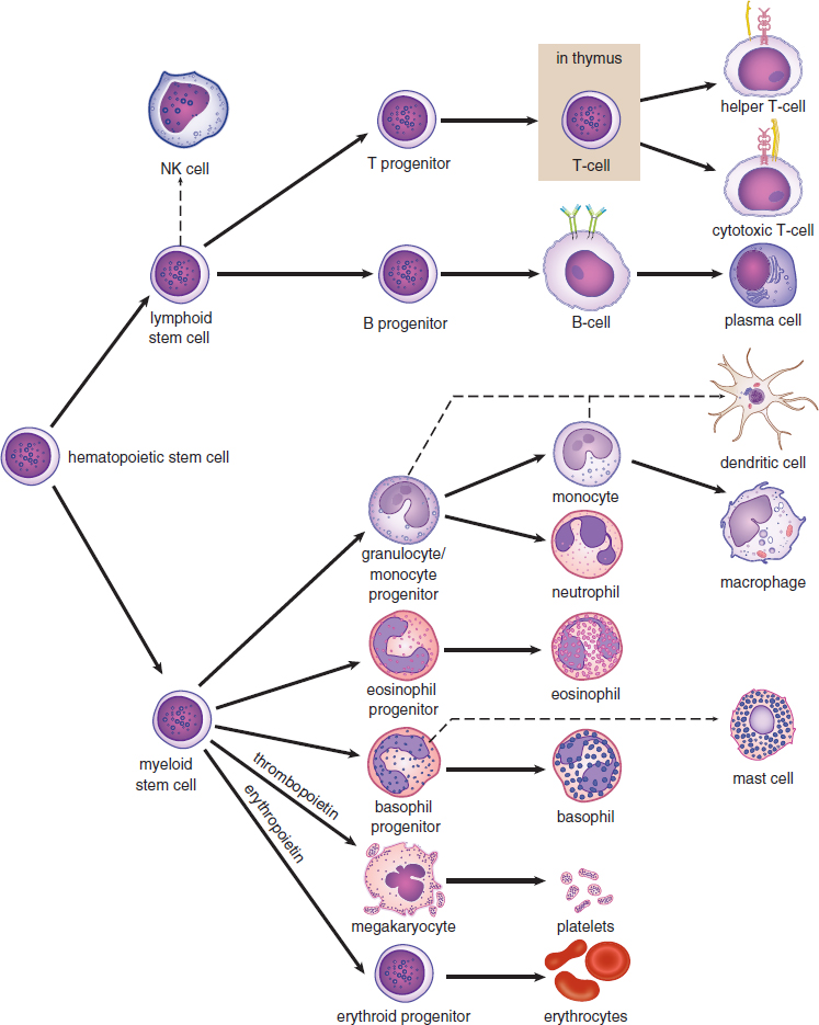 hematopoietic stem cell forms lymphoid and myeloid stem cells; lymphoid forms NK, T-, and B- (plasma) cells; myeloid forms dendritic cell,  monocyte (macrophage), neutrophil, eosinophil, mast cell, basophil, platelets, and erythrocytes