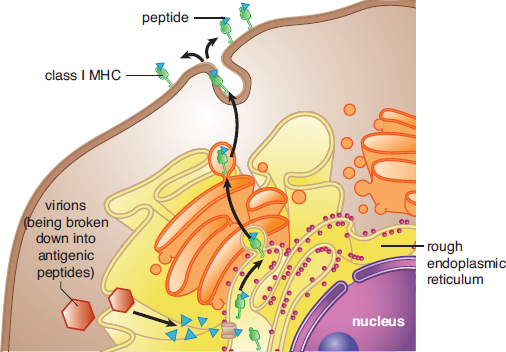 virion broken down into antigenic peptides, loaded onto MHC-I in the rough ER, and presented on the cell surface