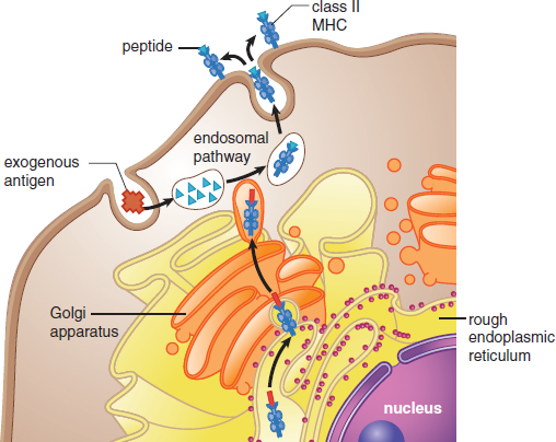antigen picked up and broken down, loaded onto MHC-II in the Golgi, brought to cell surface for recognition