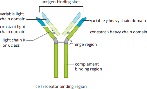 heavy chain: constant, joining, diversity, and variable regions; light chain: constant, joining, and variable regions; linked by disulfide bridges