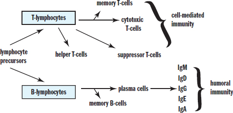 T-lymphocytes (cell-mediated immunity): memory, cytotoxic, suppressor, helper; B-lymphocytes (humoral immunity): memory, plasma (IgM, IgD, IgG, IgE, IgA)