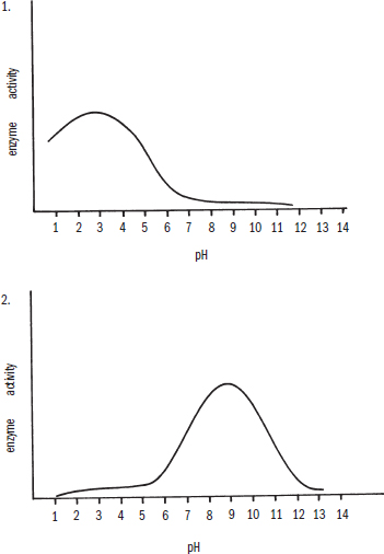 graph 1: peak activity occurs at pH values between 2 and 4; graph 2: peak activity occurs at pH values between 8 and 10