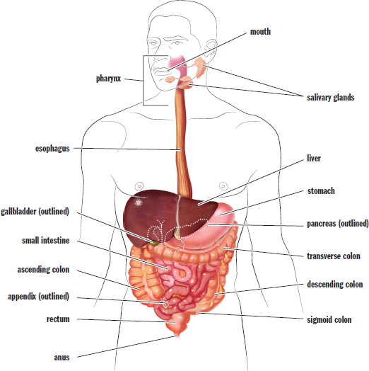 labeled: mouth, salivary glands, pharynx, esophagus, stomach, small intestine, liver, gallbladder, pancreas, ascending, transverse, descending, and sigmoid colon, appendix, rectum, anus