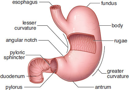 labeled: esophagus, fundus, body, pylorus, antrum, pyloric sphincter, duodenum, lesser and greater curvature, angular notch, rugae