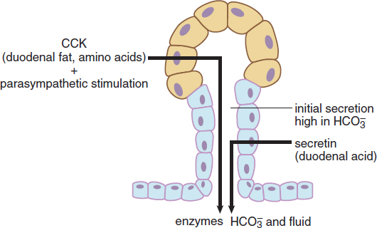  CCK, stimulated by duodenal fat and amino acids, and parasympathetic innervation cause enzyme release from the pancreas; secretin, stimulated by duodenal acid, causes bicarbonate and fluid release from the pancreas