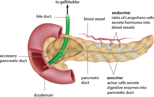  labeled: head, body, and tail; lobules, pancreatic and accessory pancreatic ducts, gallbladder and bile duct, major and minor duodenal papillae, duodenum 