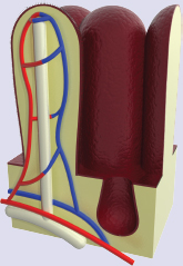 structure of a villus