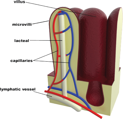 labeled: villus, microvilli, lacteal, capillaries, lymphatic vessel