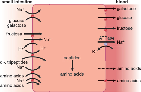  nutrients brought in by coupling to sodium and/or hydrogen ions; peptides broken down inside cell; monosaccharides and amino acids brought into blood by facilitated diffusion