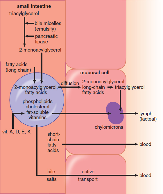 fatty acids, 2 monoacylglycerol, phospholipids, cholesterol, and fat-soluble vitamins in micelle, brought into mucosal cell and packaged as chylomicron, which is put into lymph. short-chain fatty acids and bile salts travel to blood