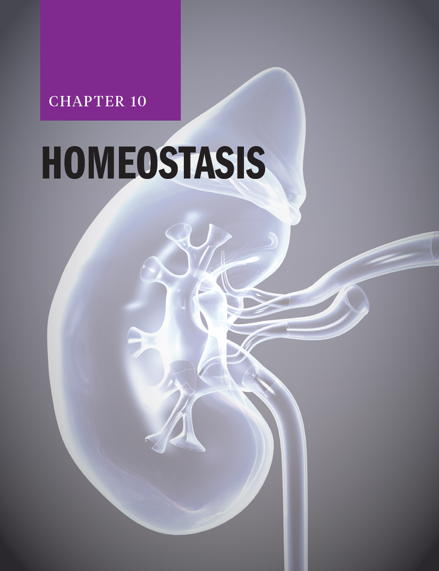Chapter 10: Homeostasis with a transparent kidney in the background