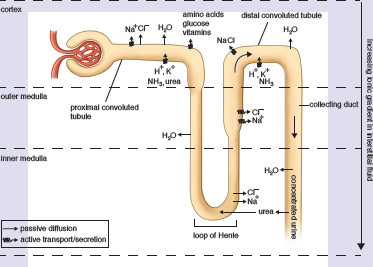 neuron structure showing reabsorption and secretion of ions