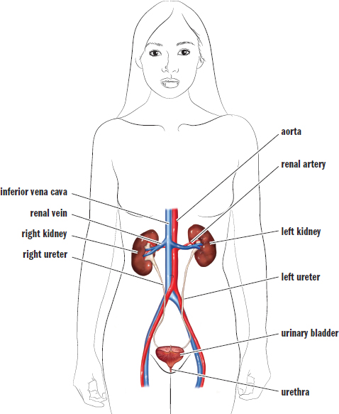 labeled: aorta, IVC, renal artery and vein, left and right kidney, left and right ureter, urinary bladder, urethra