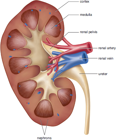labeled: cortex, medulla, nephrons, renal pelvis, renal artery and vein, ureter