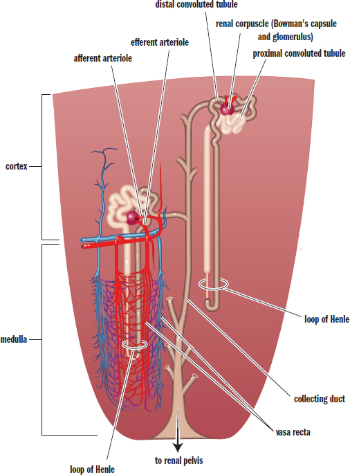 labeled: parts of the nephron, afferent and efferent arteriole, glomerulus, vasa recta