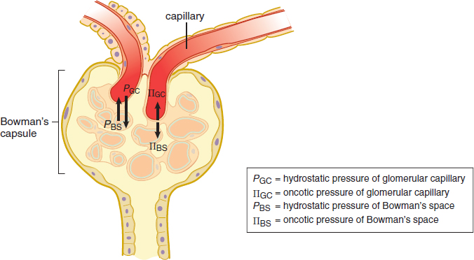 hydrostatic and oncotic pressures of glomerular capillary and Bowman’s space; hydrostatic pressure of glomerular capillary is the largest
