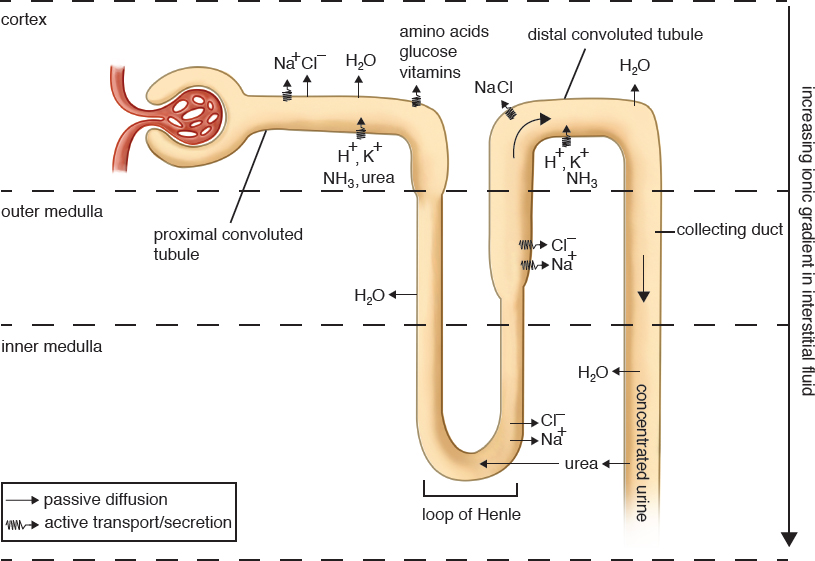 nephron structure, showing movement of ions and water as described in the following text