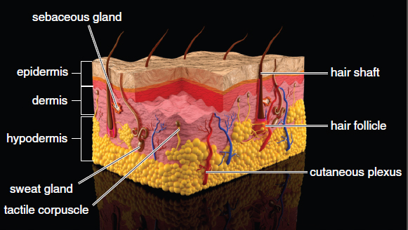 labeled: hypodermis, dermis, epidermis, sebaceous and sweat glands, arrector pili muscle, cutaneous plexus, nerve fibers, Meissner’s and Pacinian corpuscles, hair follicle, hair shaft