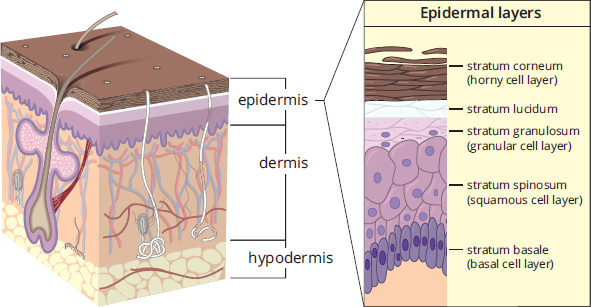 dermis, stratum basale, stratum spinosum, stratum granulosum, stratum lucidum, stratum corneum