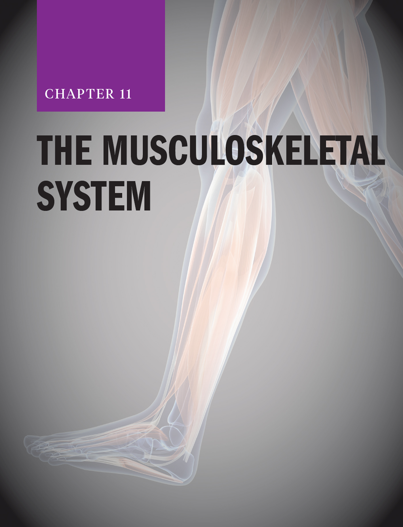 Chapter 11: The Musculoskeletal System with the muscles of the human body in the background