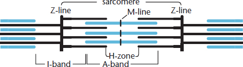 labeled: sarcomere, Z-line, M-line, I-band, A-band, H-zone