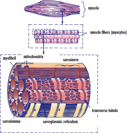 labeled: muscle, muscle fibers (cells), myofibrils, sarcolemma, transverse tubule, sarcoplasmic reticulum, mitochondria, sarcomere