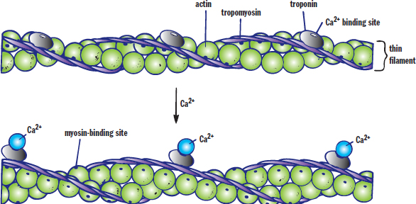 labeled: actin, troponin (with calcium-binding site), tropomyosin; calcium binds, exposes myosin-binding site by moving tropomyosin