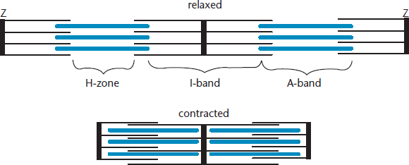 relaxed sarcomeres and contracted sarcomeres; contracted have much more overlap between thick and thin filaments
