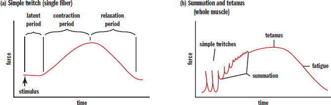 two graphs of force vs. time. simple twitch: no force at latent period, increases during contraction period, decreases during relaxation. summation and tetanus: twitches add to a constant high force (tetanus), that decreases with fatigue