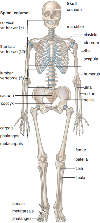 labeled: skull (cranium, mandible), spinal column (cervical, thoracic, lumbar, sacral, coccygeal vertebrae), clavicle, scapula, sternum, ribs, humerus, radius, ulna, carpals, metacarpals, phalanges, pelvis, femur, patella, tibia, fibula, tarsals, metatarsals, phalanges
