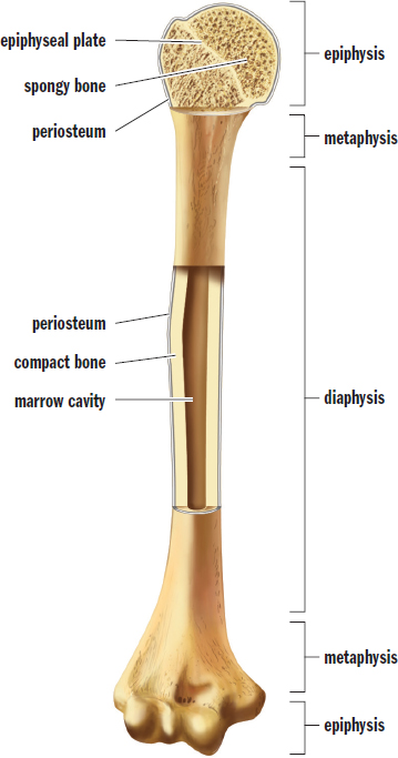 labeled: epiphysis (epiphyseal plate, spongy bone), metaphysis, diaphysis (compact bone, marrow cavity), periosteum