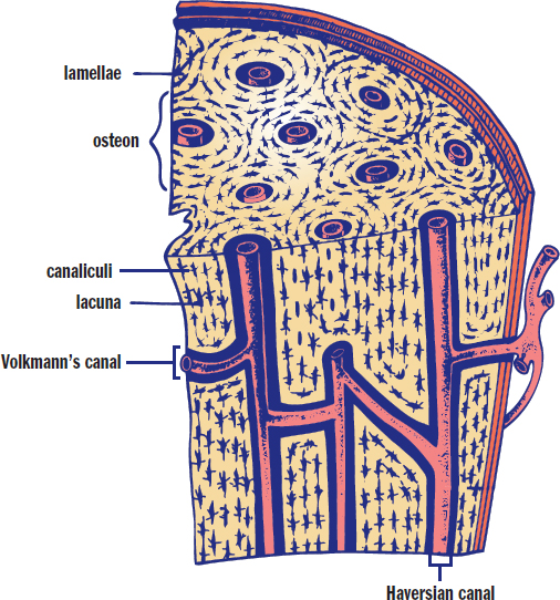 labeled: lamellae, osteon, canaliculi, lacuna, Volkmann’s and Haversian canal