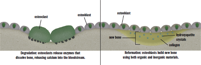 degradation: osteoclasts release enzymes that dissolve bone, releasing calcium into the bloodstream; reformation: osteoblasts build new bone using both organic (collagen) and inorganic (hydroxyapatite) materials
