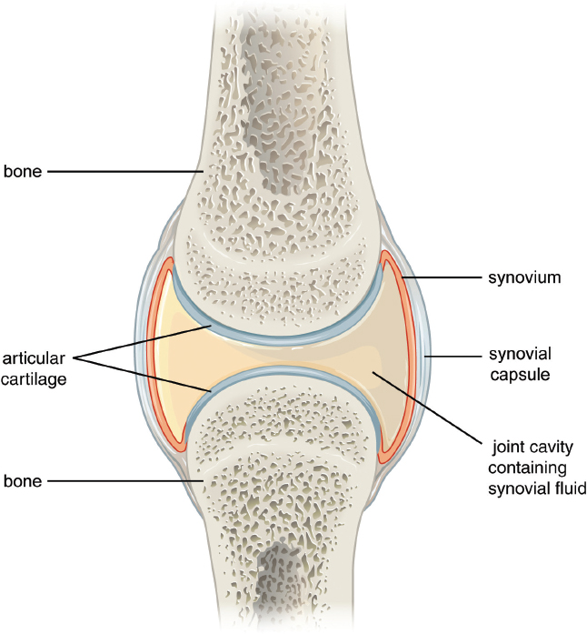 labeled: bones, articular cartilage, synovial capsule, synovium, joint cavity containing synovial fluid