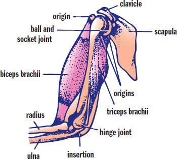 labeled: scapula, clavicle, ball and socket joint, biceps brachii and triceps brachii (including origins and insertions), hinge joint, radius, ulna