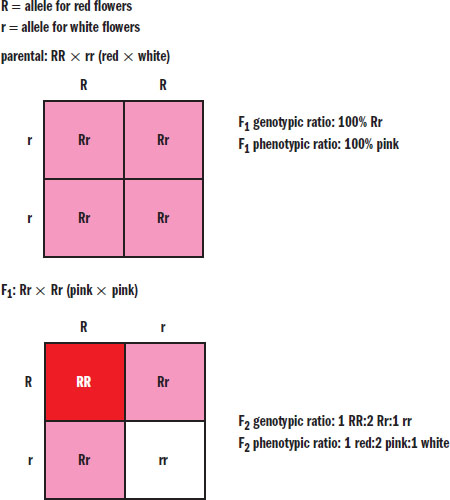 Pie chart with G1, S, G2, M. G0 shown as an offshoot of G1. I shown as consisting of G1, S, and G2 combined.