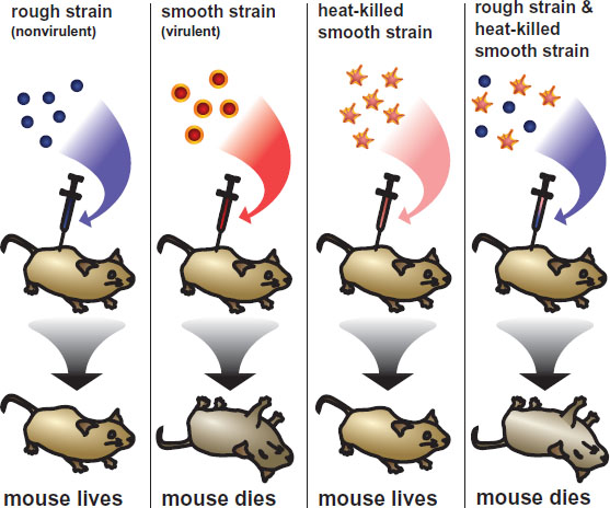 inject rough (nonvirulent) strain and mouse lives; inject smooth (virulent) strain and mouse dies; inject killed smooth strain and mouse lives; inject rough strain and killed smooths train and mouse dies