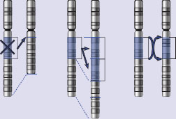 chromosomal mutations. left: deletion; middle: duplication; right: inversion