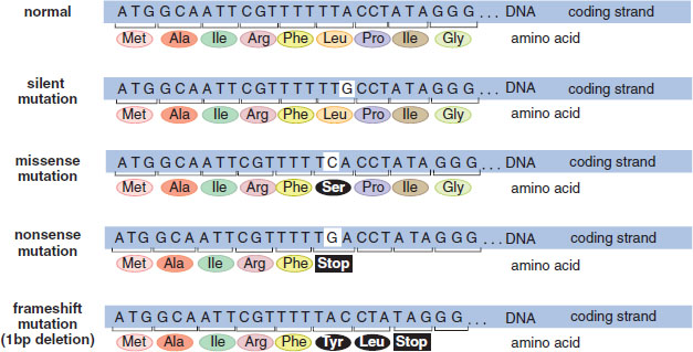 normal strand, silent mutation, missense mutation, nonsense mutation, frameshift mutation (1 base pair deletion)