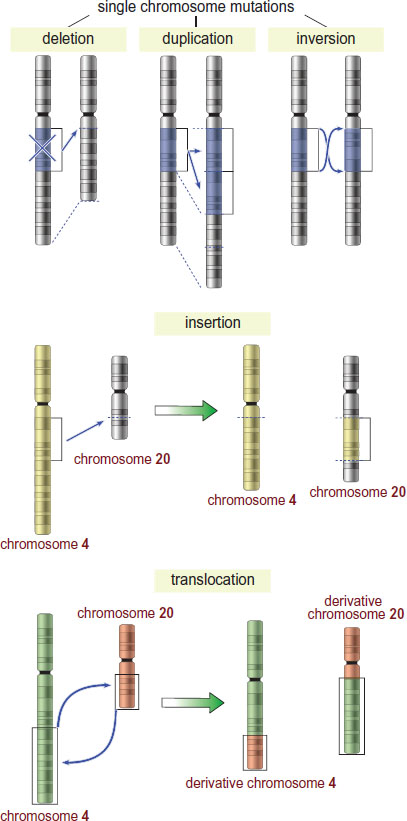 deletion, duplication, inversion, insertion, translocation