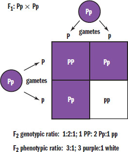 two heterozygotes crossed, forming 1:2:1 ratio of homozygous dominant:heterozygous:recessive and 3:1 ratio of dominant:recessive phenotype