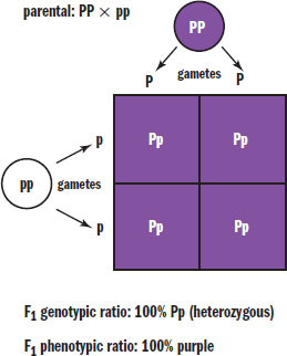 homozygous dominant crossed with homozygous recessive, resulting in 100% heterozygous offspring