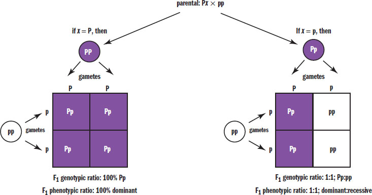 dominant and recessive parents crossed; if dominant parent is homozygous, all offspring have dominant phenotype; if dominant parent is heterozygous, offspring have 1:1 ratio of dominant:recessive phenotype