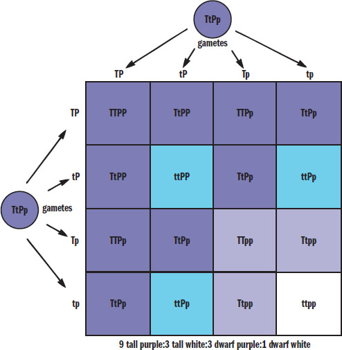 description of Punnett square given in preceding text