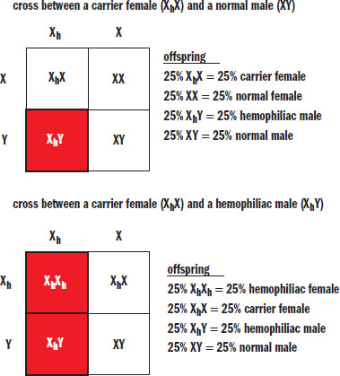 carrier female and normal male: 1:1:1:1 carrier female:normal female:hemophilac male:normal male. carrier female and hemophilac male: 1:1:1:1 hemophliac female:female:hemophiliac male:normal male