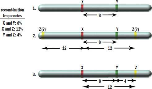 recombination frequencies given: X and Y, 8%; X and Z, 12%; Y and Z, 4%. final order determined to be XYZ based on this data