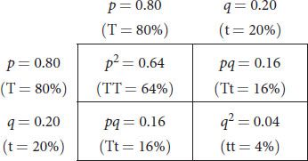 p = 0.8, q = 0.2 crossed with the same genotype; results: p superscript 2 = 0.64, pq (of which there are two) = 0.16, q superscript 2 = 0.04