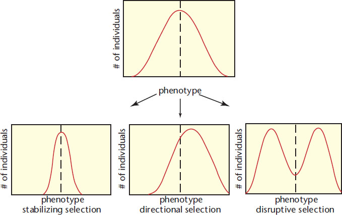 stabilizing selection: individuals move toward the mean; directional selection: mean moves to a different value; disruptive selection: individuals move both directions from the mean, forming two populations
