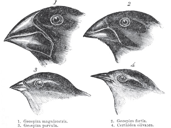 two birds with large beaks, two birds with small beaks